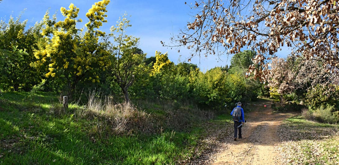 ☀️&rArr; NEWS !  Les cr&ecirc;tes du Tanneron au temps des Mimosas Vend 6 F&eacute;vrier 9h30